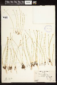 Trichophorum cespitosum image
