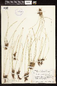 Trichophorum cespitosum image