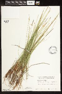 Trichophorum cespitosum image