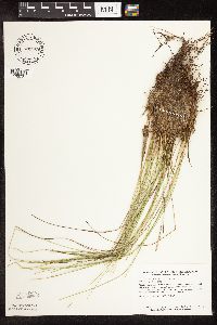 Trichophorum cespitosum image