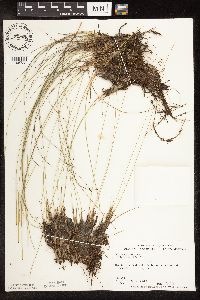 Trichophorum cespitosum image