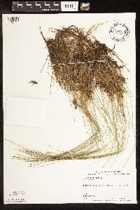 Trichophorum cespitosum image