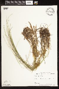 Trichophorum cespitosum image