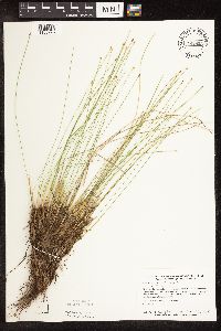 Trichophorum cespitosum image