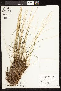 Trichophorum cespitosum image