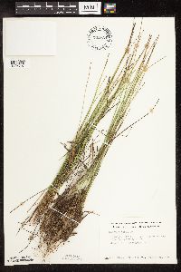 Trichophorum cespitosum image