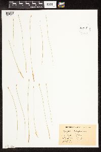 Trichophorum cespitosum image