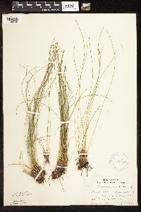 Trichophorum cespitosum image