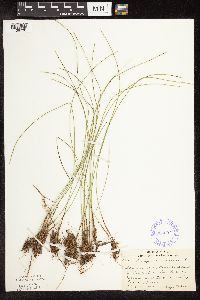 Trichophorum cespitosum image