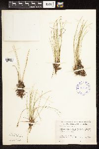 Trichophorum cespitosum image
