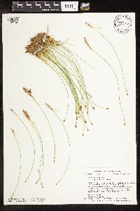 Trichophorum cespitosum image
