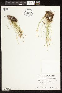 Trichophorum cespitosum image