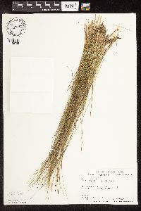 Trichophorum cespitosum image