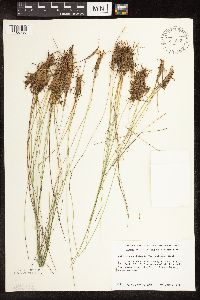 Trichophorum cespitosum image