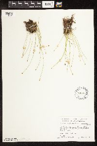 Trichophorum cespitosum image