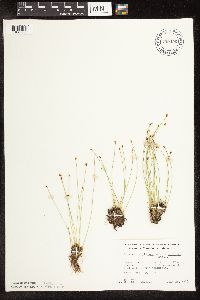Trichophorum cespitosum image