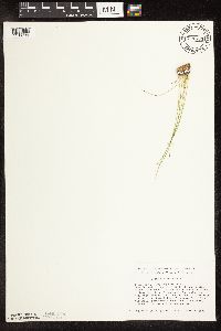 Trichophorum cespitosum image