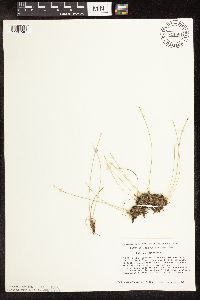 Trichophorum cespitosum image