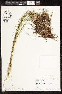 Trichophorum cespitosum image