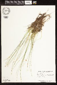 Trichophorum cespitosum image