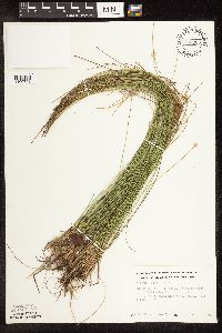 Trichophorum cespitosum image