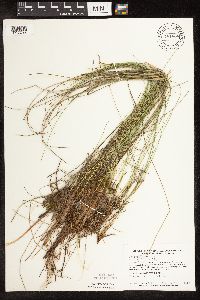 Trichophorum cespitosum image