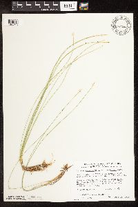 Trichophorum cespitosum image