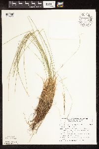 Trichophorum cespitosum image