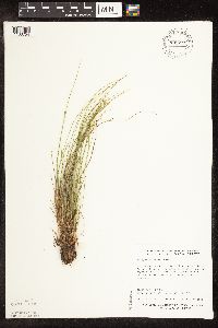 Image of Trichophorum clintonii