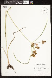 Cyperus erythrorhizos image