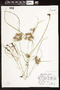Cyperus odoratus image