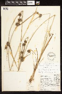 Cyperus x mesochorus image