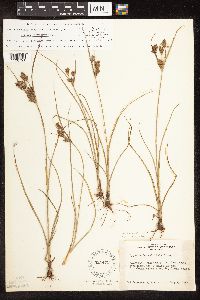 Cyperus x mesochorus image