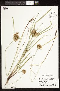 Cyperus odoratus image
