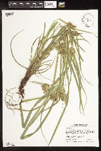 Cyperus odoratus image