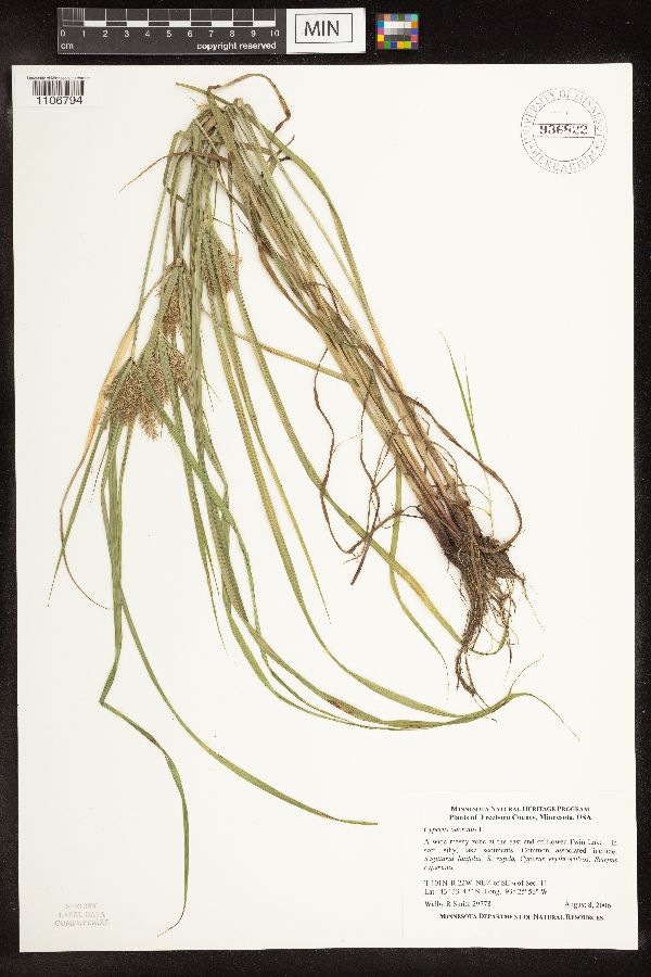 Cyperus odoratus image
