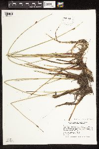 Schoenoplectus pungens image