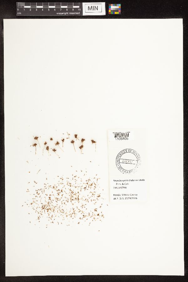 Rhynchospora chalarocephala image