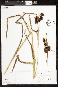 Scirpus atrovirens image