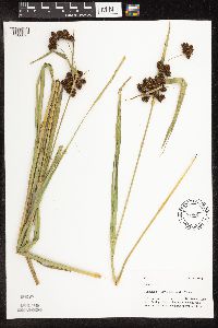 Scirpus atrovirens image
