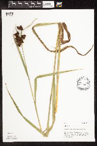 Scirpus atrovirens image