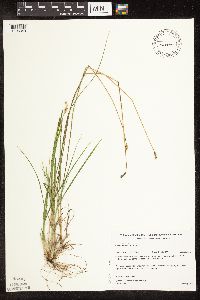 Image of Carex adusta