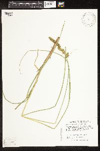 Image of Carex annectens