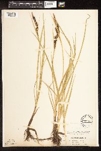 Image of Carex aquatilis