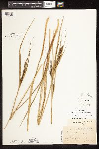 Carex aquatilis var. aquatilis image