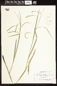Image of Carex arctata