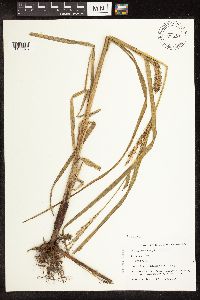 thumbnail image of current specimen