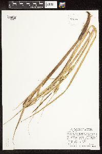 Thumbnail image of current specimen