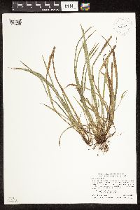 Carex backii image