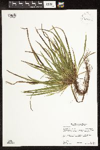 Carex backii image